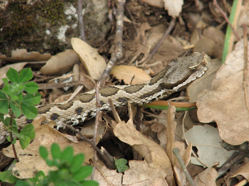 Alcune foto di vipere in natura